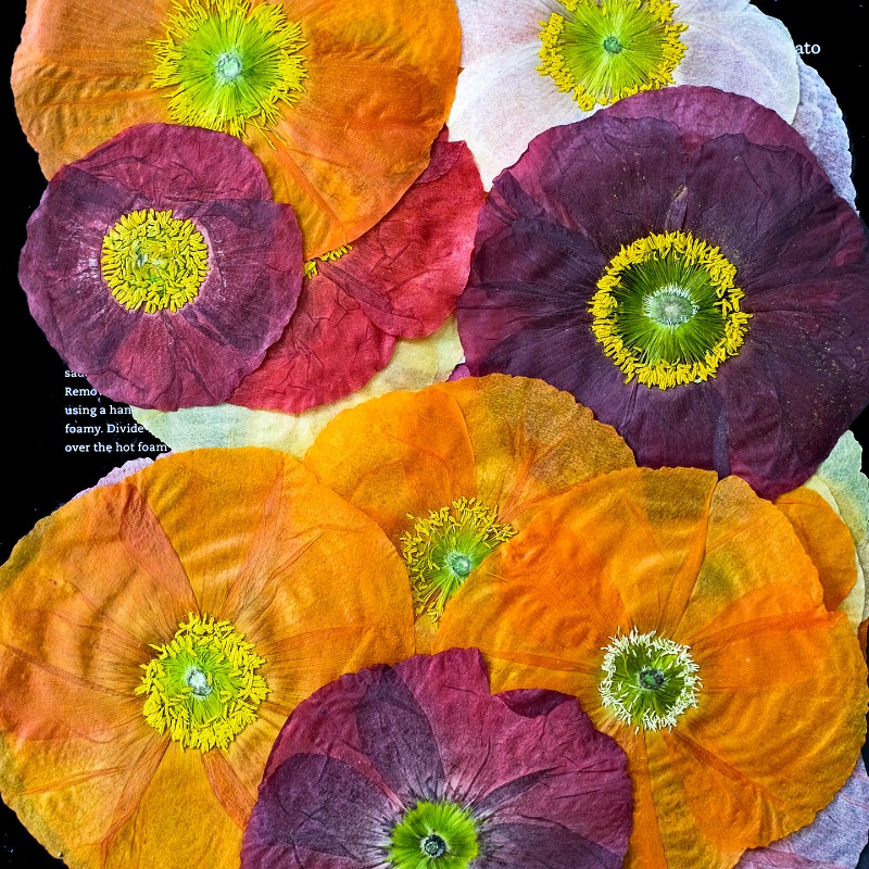 1 pièce, Fleurs de pavot de ca - Resin Art Mold avis et prix